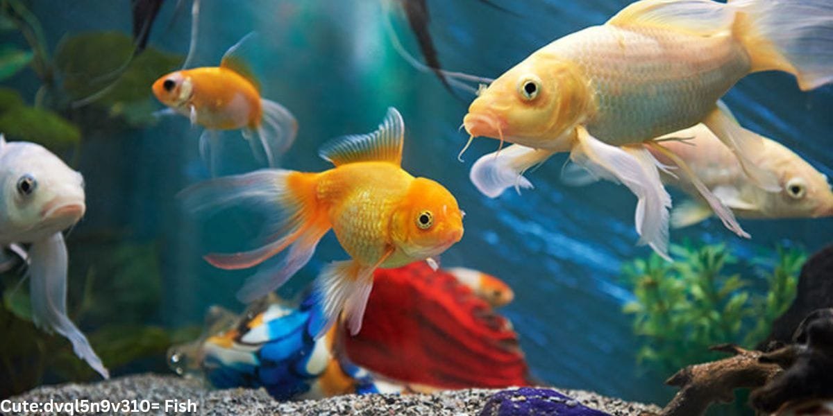 Cute:dvql5n9v310= Fish