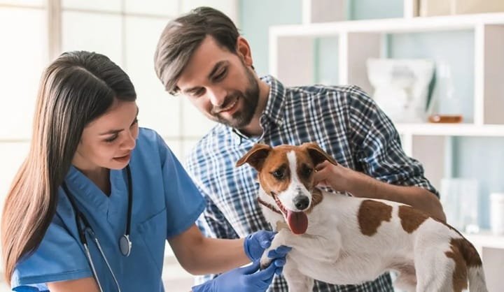The Importance Of Regular Veterinary Check Ups For Pets