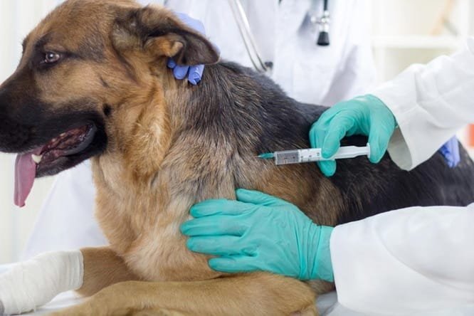 Vaccinations For Pets: Why They’re Essential For Long Term Health