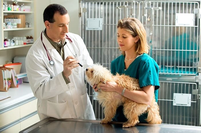 Understanding The Role Of Veterinary Technicians In Pet Care