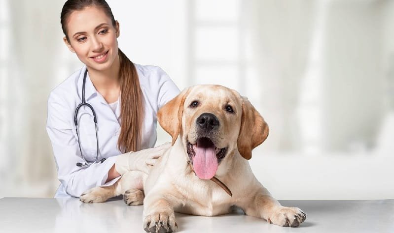 How Veterinary Hospitals Help Pets Recover From Surgery And Illness