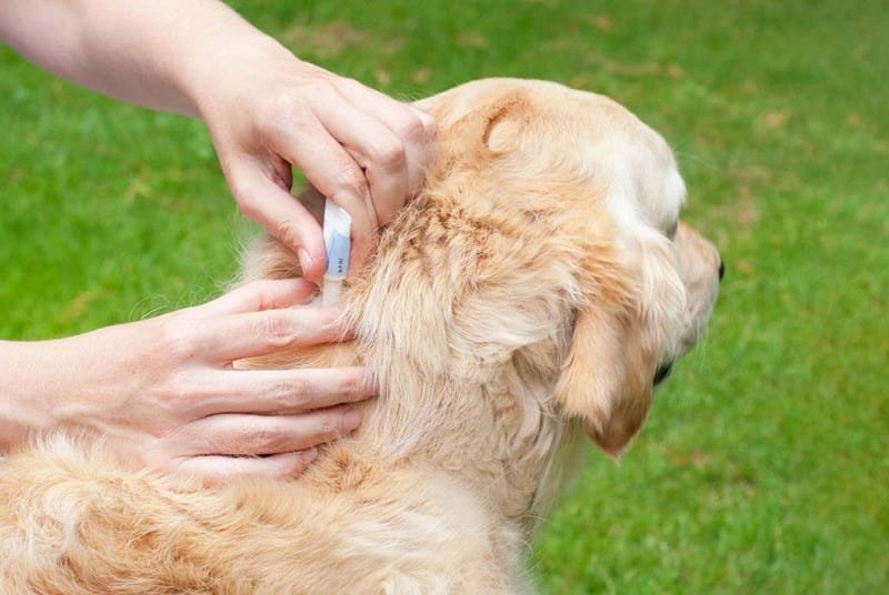 Understanding Parasite Prevention And Treatment In Pets