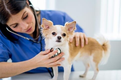What To Expect During Your Pet’s Annual Veterinary Check Up