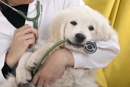 Tips For Making The Most Of Your Pet’s Veterinary Appointments
