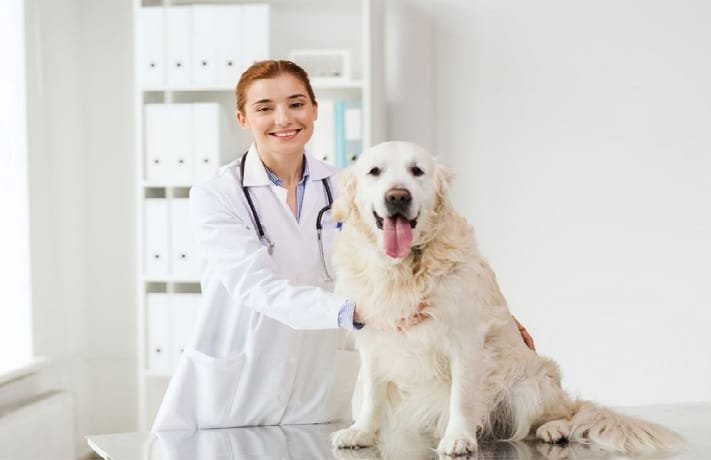 The Benefits Of Full Service Veterinary Hospitals For Your Pet’s Health
