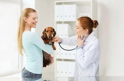 The Importance Of Early Wellness Exams For Small Pets