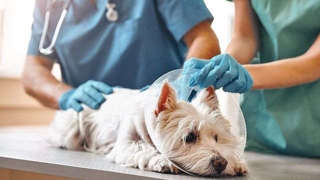 5 Ways Veterinary Hospitals Provide Comprehensive Pet Care