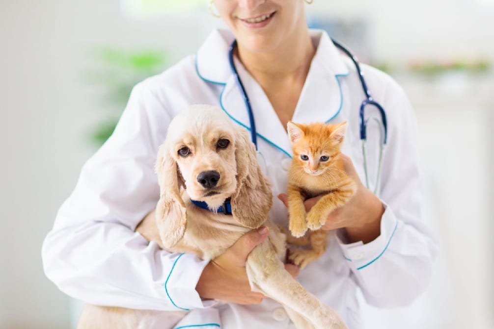 Vaccinations And Wellness Exams: Core Services Of General Veterinary Care