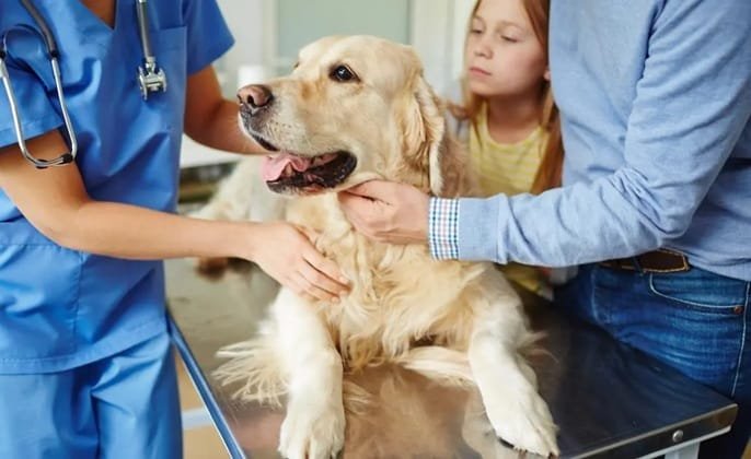 Why Animal Hospitals Are Expanding Wellness Plans For Pets