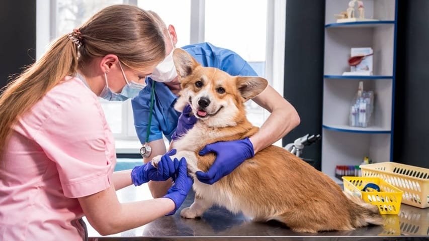 5 Benefits Of Annual Exams At Animal Hospitals