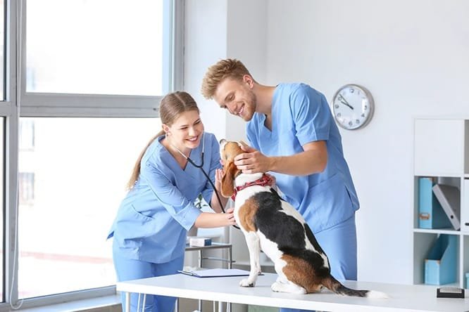 6 Tips For Reducing Pet Anxiety Before A Veterinary Hospital Visit