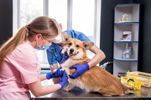 5 Reasons Animal Hospitals Are Vital To Responsible Pet Ownership