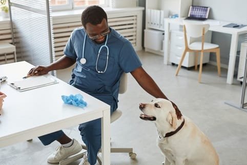 Why Animal Hospitals Are Crucial In Post Surgery Rehabilitation