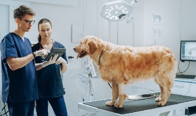 How Veterinary Clinics Use Technology To Improve Outcomes