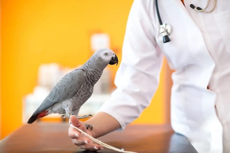 Why Exotic Pet Owners Rely On Specialized Animal Hospitals
