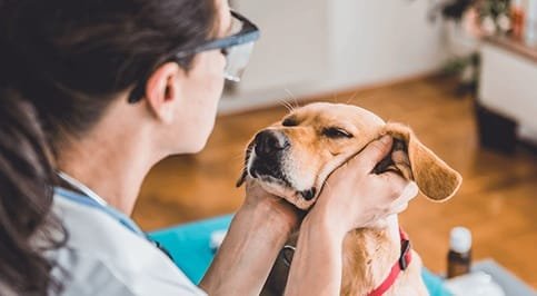 How Veterinary Clinics Support Senior Pet Wellness