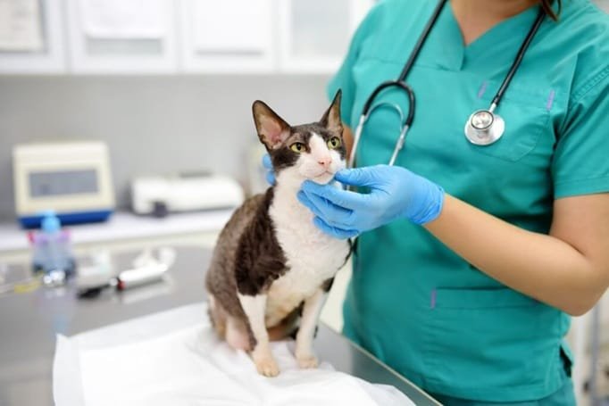 Why Quick Diagnostics Matter In Veterinary Urgent Care