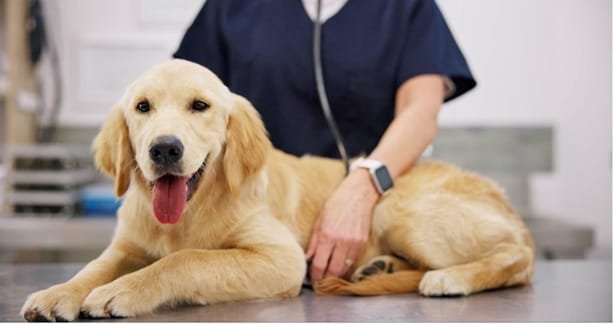 How Animal Hospitals Reduce Pet Owner Anxiety