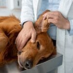 How Animal Clinics Help Pets With Chronic Conditions