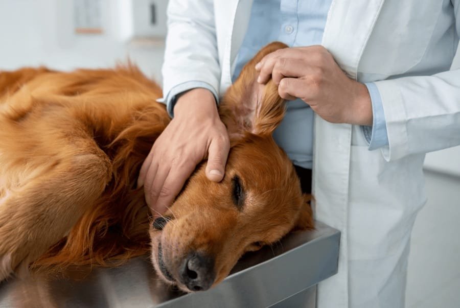 How Animal Clinics Help Pets With Chronic Conditions