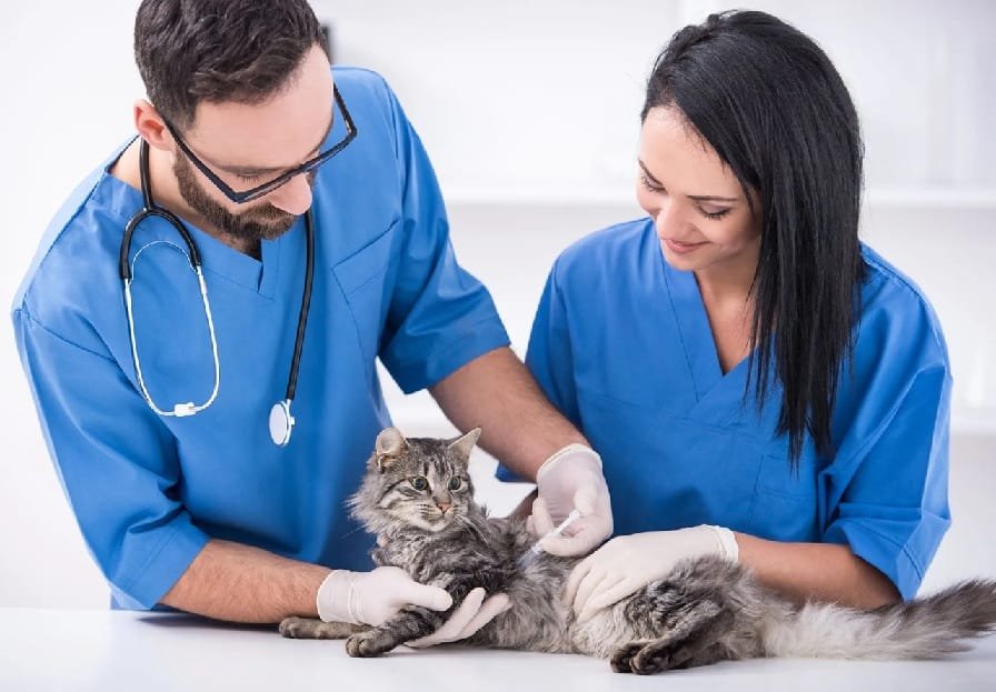 5 Essential Services Every Veterinary Clinic Provides