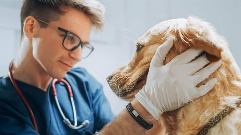 The Role Of Veterinary Clinics In Chronic Disease Management