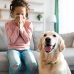 How Small Animal Vets Help Manage Allergies In Pets
