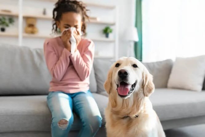 How Small Animal Vets Help Manage Allergies In Pets