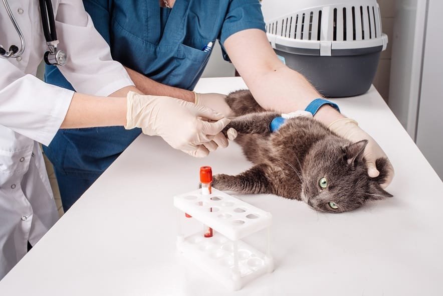 The Importance Of Blood Work In Veterinary Hospitals