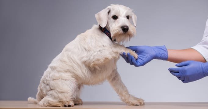 3 Benefits Of Choosing An Accredited Animal Clinic