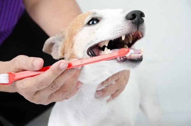 How Animal Hospitals Support Preventive Dental Programs