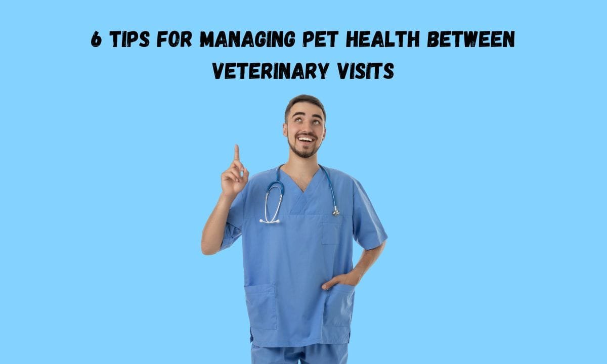 6 Tips For Managing Pet Health Between Veterinary Visits