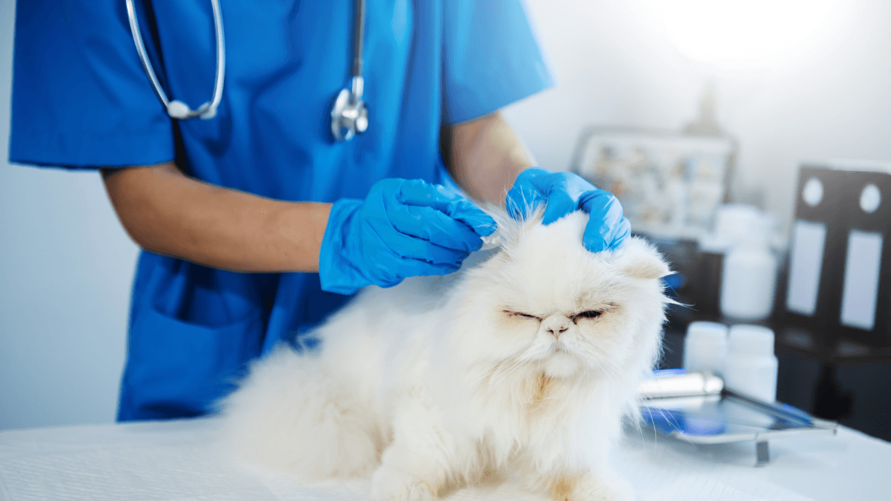How Veterinary Hospitals Help Pets Recover From Surgery And Illness