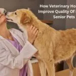 How Veterinary Hospitals Improve Quality Of Life For Senior Pets