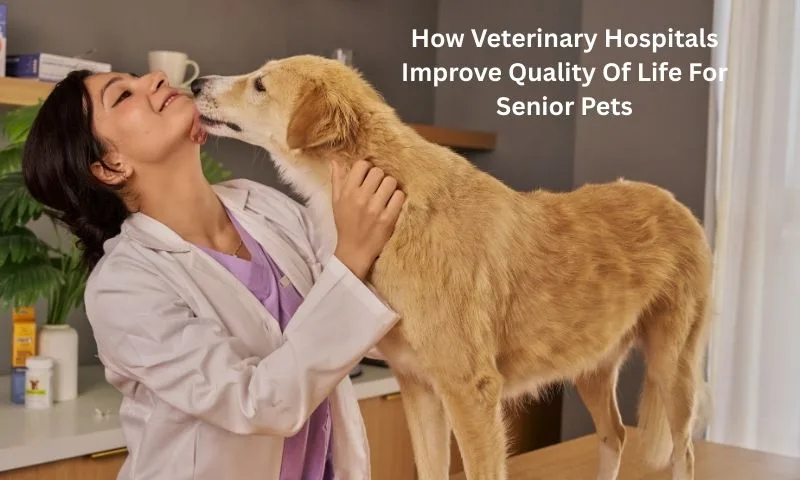 How Veterinary Hospitals Improve Quality Of Life For Senior Pets