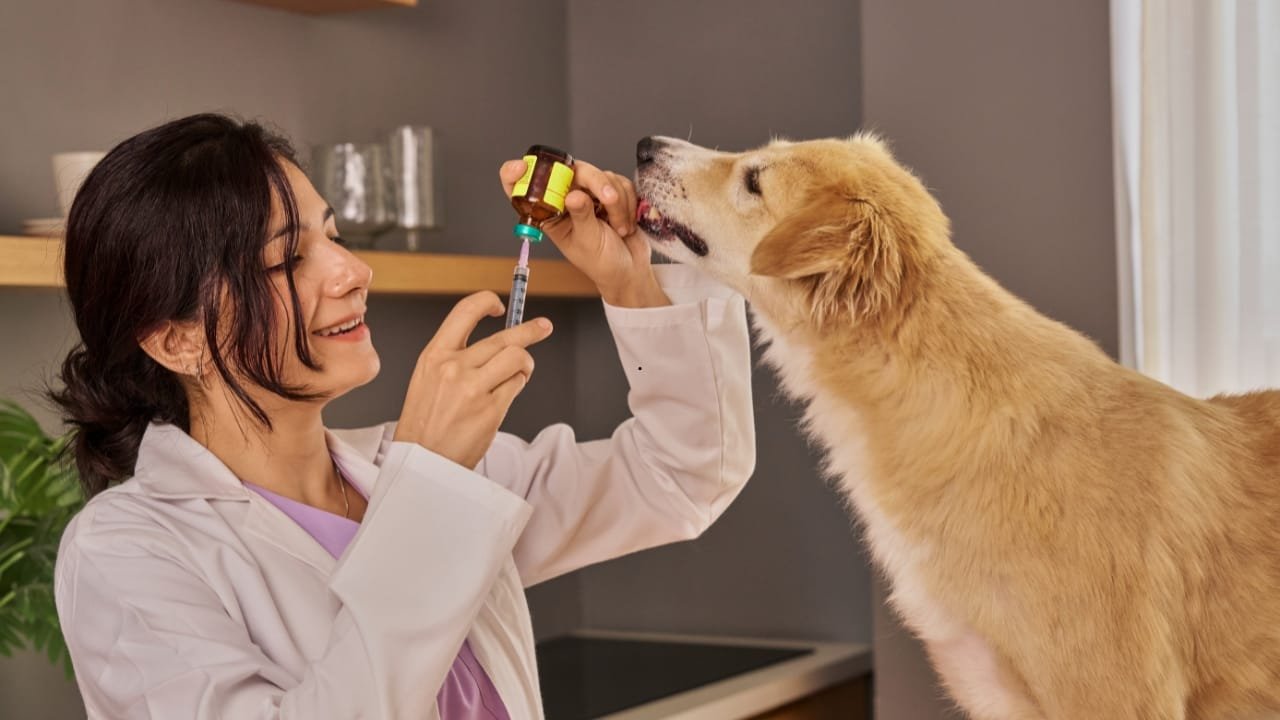 Understanding The Role Of Veterinary Technicians In Pet Care