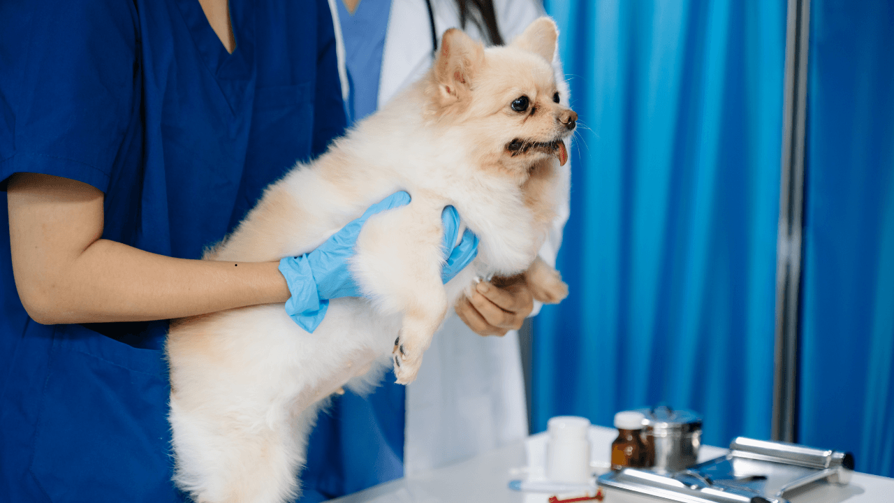 What To Expect During Your Pet’s Annual Veterinary Check Up
