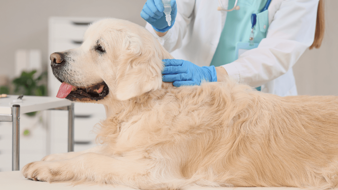Understanding Parasite Prevention And Treatment In Pets