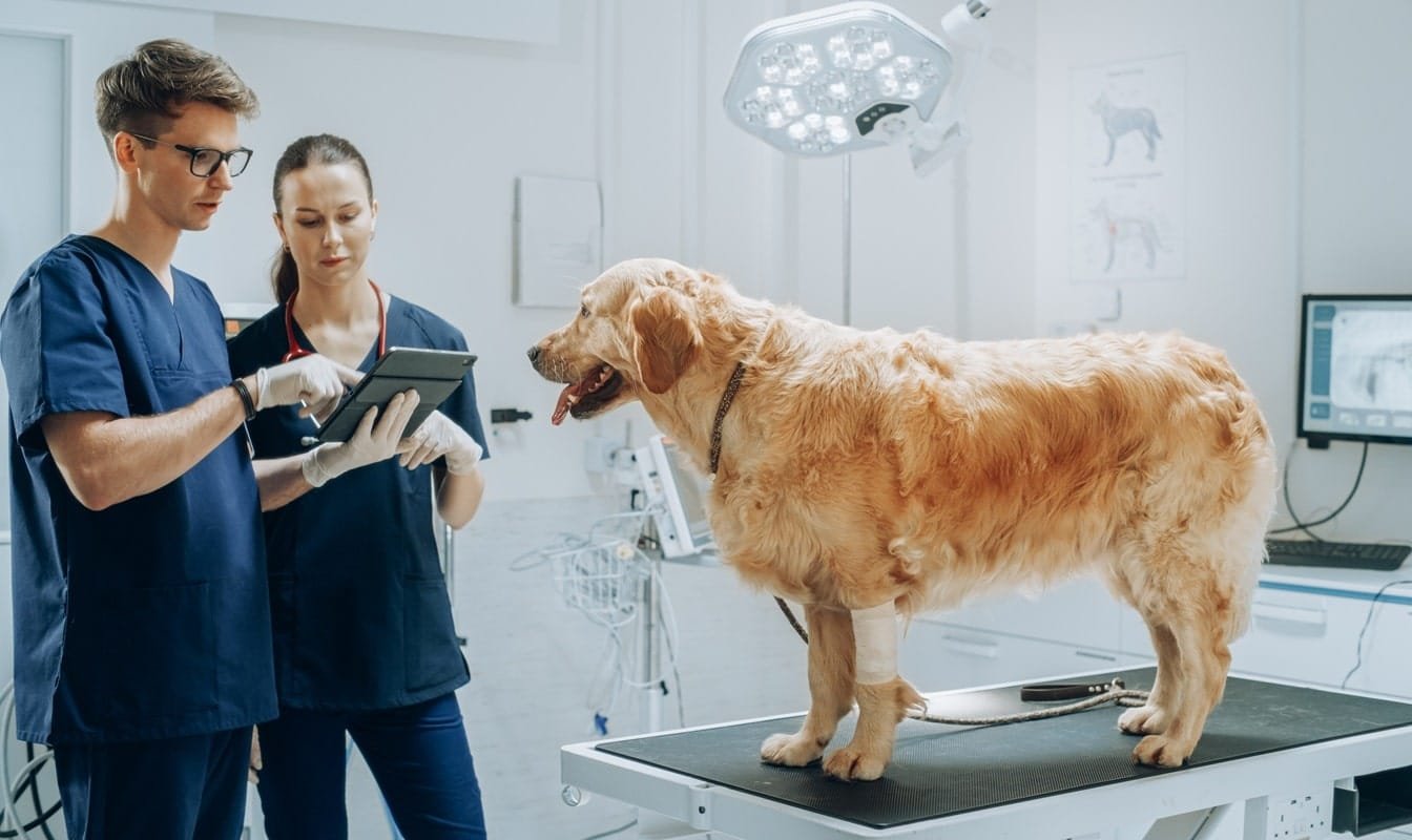 How Veterinary Clinics Use Technology To Improve Outcomes
