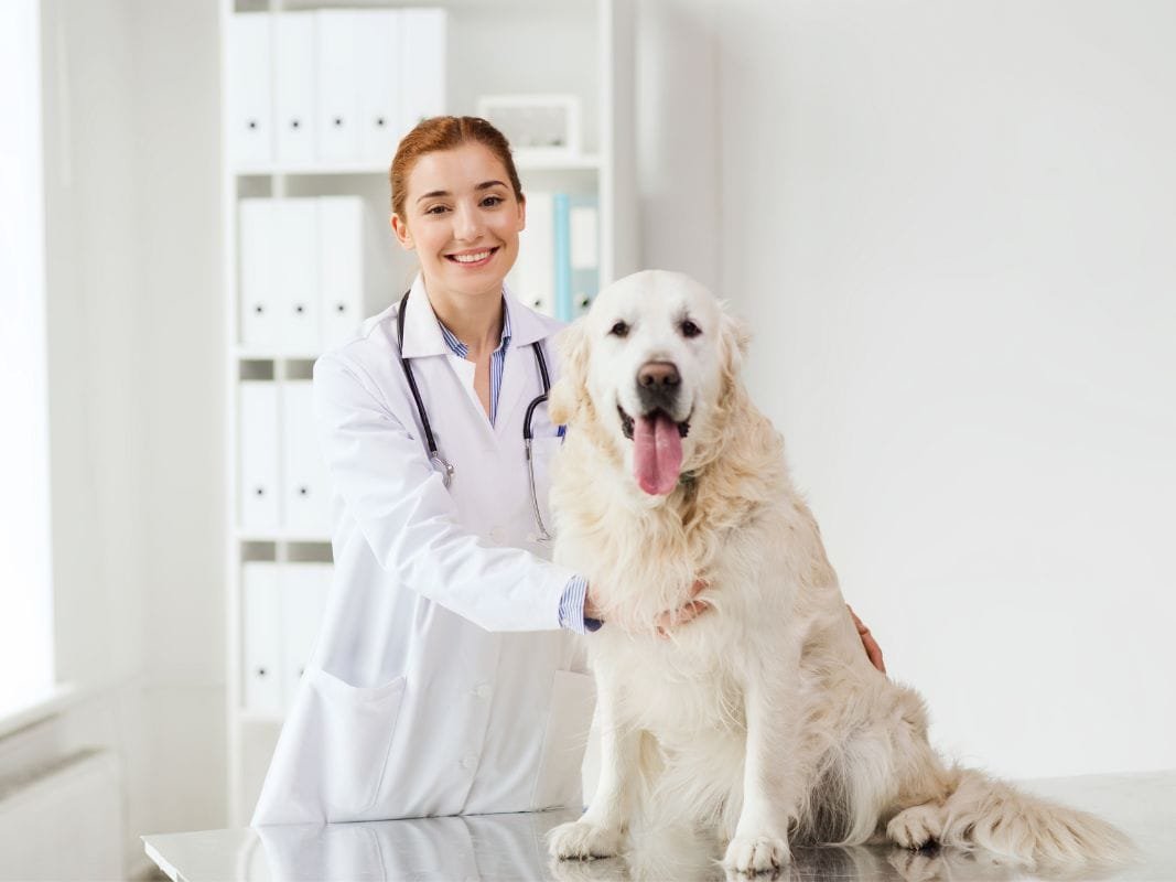 5 Ways Veterinary Hospitals Provide Comprehensive Pet Care